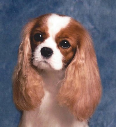 king charles spaniel for adoption near me