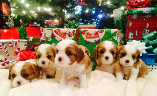 Blenheim Cavalier King Charles Spaniel Puppy