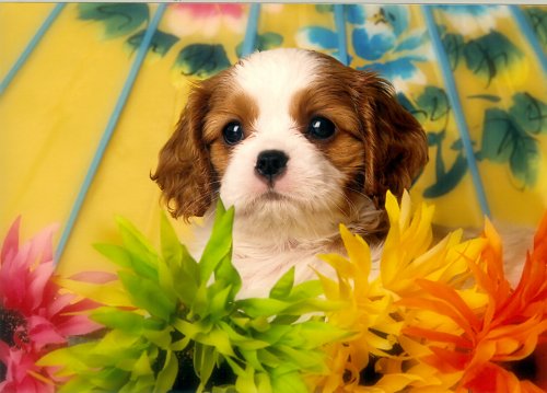 Blenheim Cavalier King Charles Spaniel Puppy