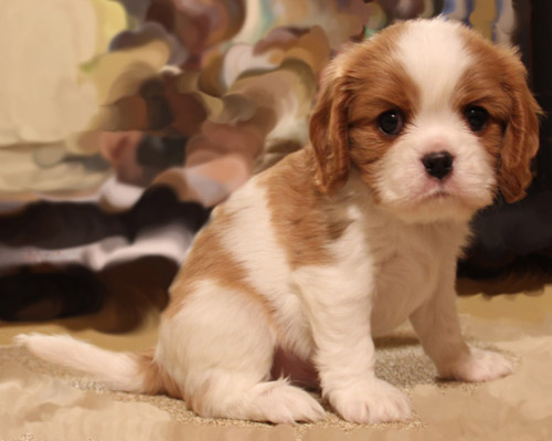 Portrait of Cavalier King Charles Spaniel puppy sitting on sheep