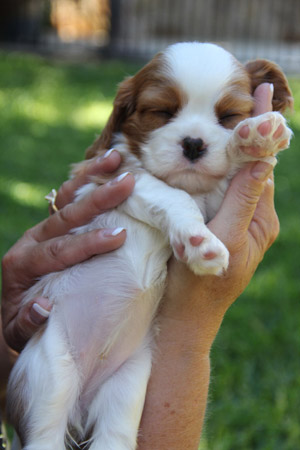 Blenheim Cavalier King Charles Spaniel Puppy