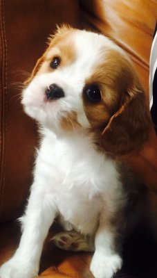 Blenheim Cavalier King Charles Spaniel Puppy