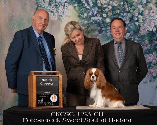 CKCSC, USA CH ForestCreek Sweet Soul at Hadara